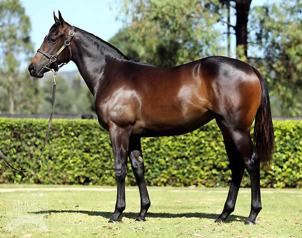 Invincible Star (AUS) as a yearling